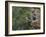 Washington, Female Pileated Woodpecker at Nest in Snag, with Begging Chicks-Gary Luhm-Framed Photographic Print