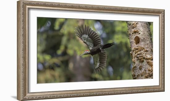 Washington, Female Pileated Woodpecker Flies from Nest in Alder Snag-Gary Luhm-Framed Photographic Print