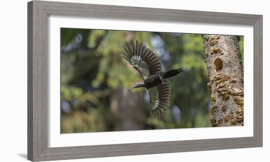 Washington, Female Pileated Woodpecker Flies from Nest in Alder Snag-Gary Luhm-Framed Photographic Print