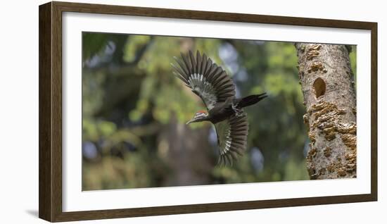 Washington, Female Pileated Woodpecker Flies from Nest in Alder Snag-Gary Luhm-Framed Photographic Print