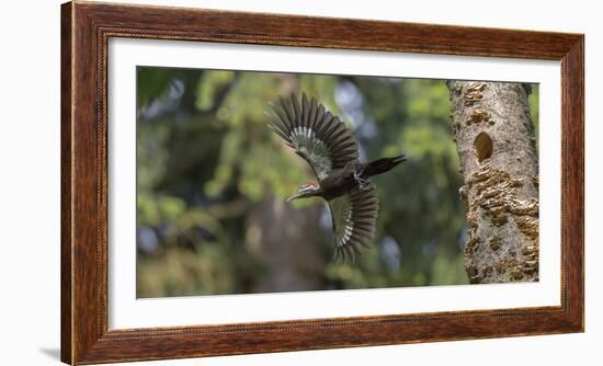 Washington, Female Pileated Woodpecker Flies from Nest in Alder Snag-Gary Luhm-Framed Photographic Print