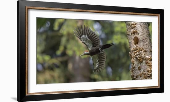 Washington, Female Pileated Woodpecker Flies from Nest in Alder Snag-Gary Luhm-Framed Photographic Print