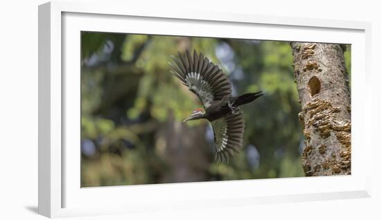 Washington, Female Pileated Woodpecker Flies from Nest in Alder Snag-Gary Luhm-Framed Photographic Print