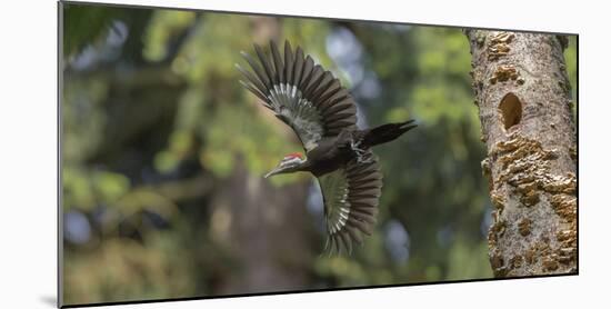 Washington, Female Pileated Woodpecker Flies from Nest in Alder Snag-Gary Luhm-Mounted Photographic Print