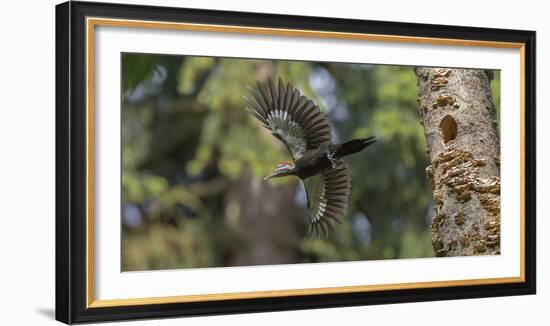 Washington, Female Pileated Woodpecker Flies from Nest in Alder Snag-Gary Luhm-Framed Photographic Print