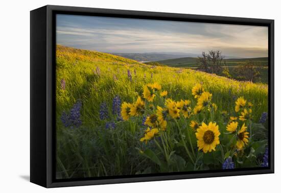 Washington, Field of Arrowleaf Balsamroot and Lupine Wildflowers at Columbia Hills State Park-Gary Luhm-Framed Premier Image Canvas