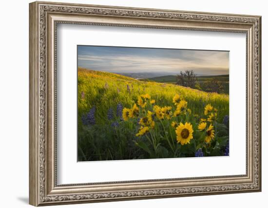 Washington, Field of Arrowleaf Balsamroot and Lupine Wildflowers at Columbia Hills State Park-Gary Luhm-Framed Photographic Print