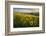 Washington, Field of Arrowleaf Balsamroot and Lupine Wildflowers at Columbia Hills State Park-Gary Luhm-Framed Photographic Print