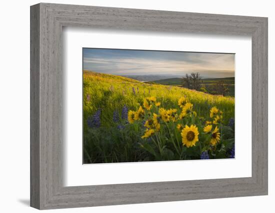 Washington, Field of Arrowleaf Balsamroot and Lupine Wildflowers at Columbia Hills State Park-Gary Luhm-Framed Photographic Print