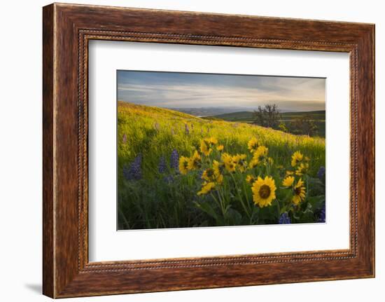 Washington, Field of Arrowleaf Balsamroot and Lupine Wildflowers at Columbia Hills State Park-Gary Luhm-Framed Photographic Print