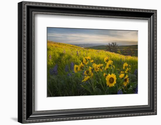 Washington, Field of Arrowleaf Balsamroot and Lupine Wildflowers at Columbia Hills State Park-Gary Luhm-Framed Photographic Print