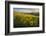 Washington, Field of Arrowleaf Balsamroot and Lupine Wildflowers at Columbia Hills State Park-Gary Luhm-Framed Photographic Print