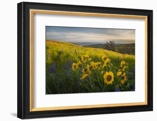 Washington, Field of Arrowleaf Balsamroot and Lupine Wildflowers at Columbia Hills State Park-Gary Luhm-Framed Photographic Print