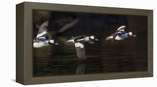 Washington, Flight Sequence of a Male Bufflehead-Gary Luhm-Framed Premier Image Canvas