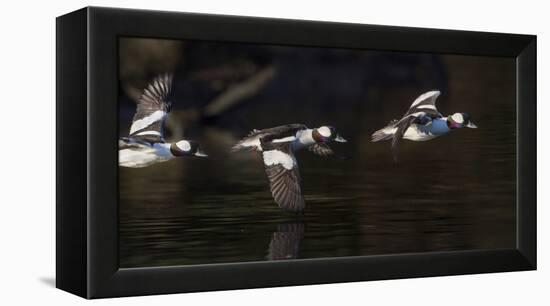 Washington, Flight Sequence of a Male Bufflehead-Gary Luhm-Framed Premier Image Canvas