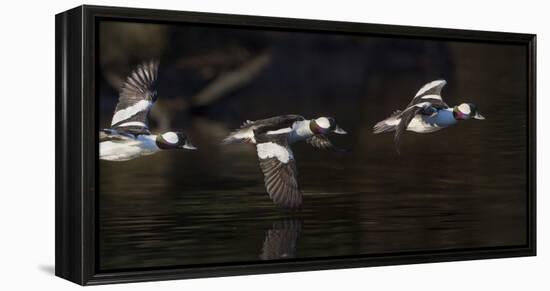 Washington, Flight Sequence of a Male Bufflehead-Gary Luhm-Framed Premier Image Canvas