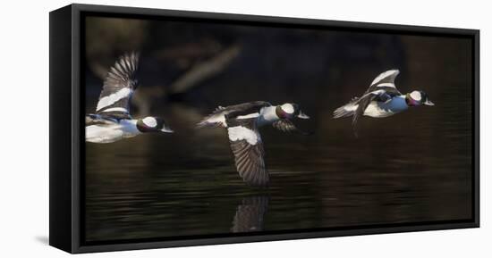 Washington, Flight Sequence of a Male Bufflehead-Gary Luhm-Framed Premier Image Canvas