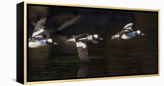 Washington, Flight Sequence of a Male Bufflehead-Gary Luhm-Framed Premier Image Canvas