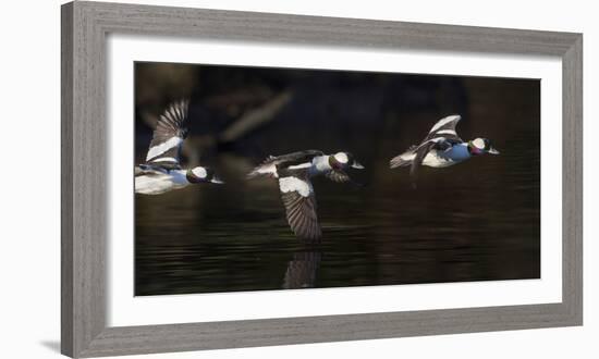 Washington, Flight Sequence of a Male Bufflehead-Gary Luhm-Framed Photographic Print