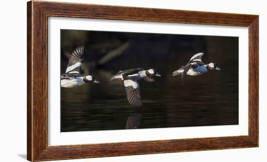 Washington, Flight Sequence of a Male Bufflehead-Gary Luhm-Framed Photographic Print