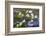 Washington, Gifford Pinchot NF. Pacific Dogwood over Panther Creek-Don Paulson-Framed Photographic Print