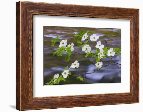 Washington, Gifford Pinchot NF. Pacific Dogwood over Panther Creek-Don Paulson-Framed Photographic Print