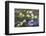 Washington, Gifford Pinchot NF. Pacific Dogwood over Panther Creek-Don Paulson-Framed Photographic Print