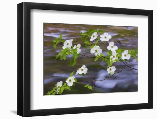 Washington, Gifford Pinchot NF. Pacific Dogwood over Panther Creek-Don Paulson-Framed Photographic Print