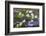 Washington, Gifford Pinchot NF. Pacific Dogwood over Panther Creek-Don Paulson-Framed Photographic Print