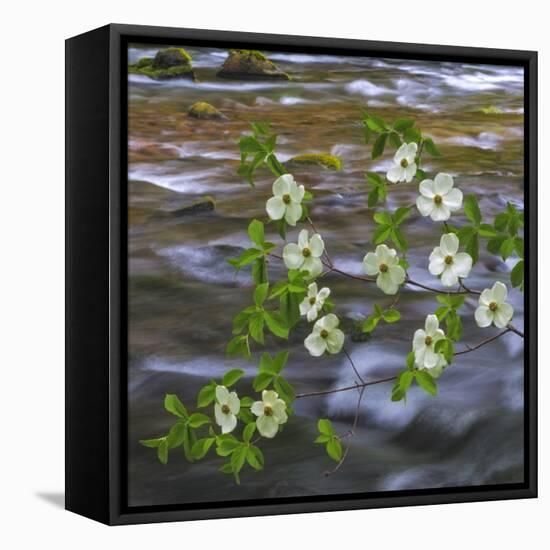 Washington, Gifford Pinchot NF. Pacific Dogwood over Panther Creek-Don Paulson-Framed Premier Image Canvas