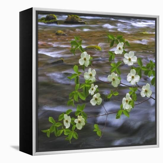 Washington, Gifford Pinchot NF. Pacific Dogwood over Panther Creek-Don Paulson-Framed Premier Image Canvas