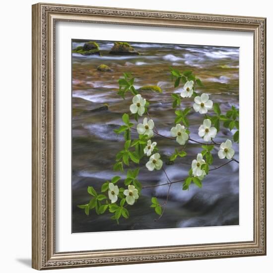 Washington, Gifford Pinchot NF. Pacific Dogwood over Panther Creek-Don Paulson-Framed Photographic Print