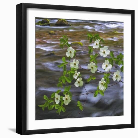 Washington, Gifford Pinchot NF. Pacific Dogwood over Panther Creek-Don Paulson-Framed Photographic Print