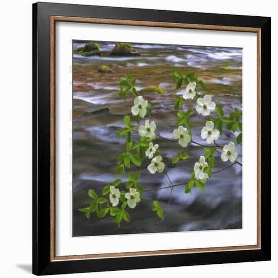 Washington, Gifford Pinchot NF. Pacific Dogwood over Panther Creek-Don Paulson-Framed Photographic Print