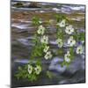 Washington, Gifford Pinchot NF. Pacific Dogwood over Panther Creek-Don Paulson-Mounted Photographic Print