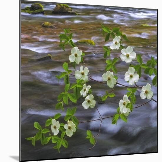 Washington, Gifford Pinchot NF. Pacific Dogwood over Panther Creek-Don Paulson-Mounted Photographic Print