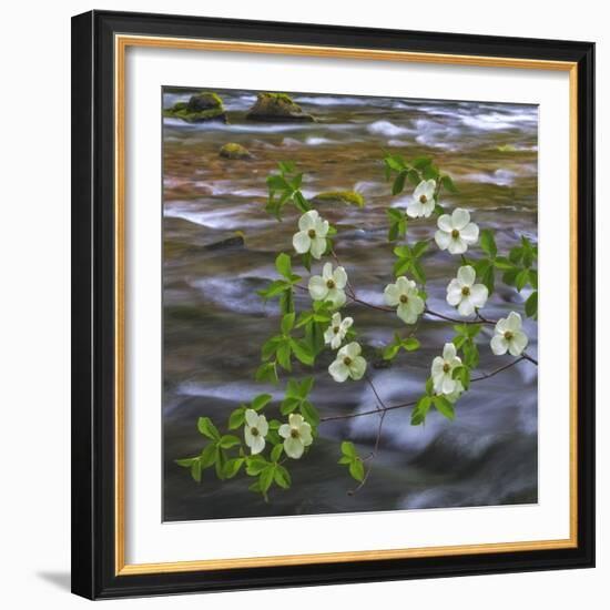 Washington, Gifford Pinchot NF. Pacific Dogwood over Panther Creek-Don Paulson-Framed Photographic Print