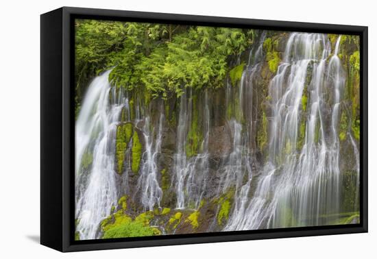 Washington, Gifford Pinchot NF. Spring Scenic of Panther Creek Falls-Don Paulson-Framed Premier Image Canvas