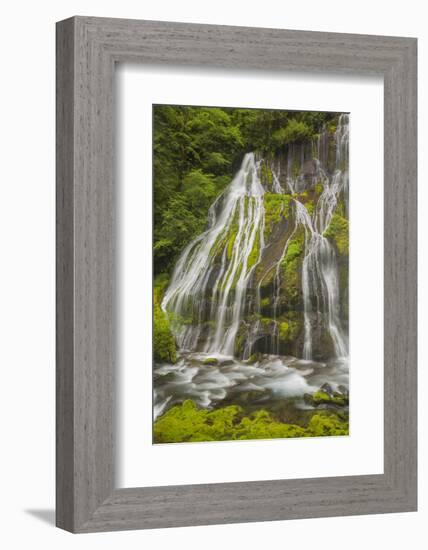 Washington, Gifford Pinchot NF. Spring Scenic of Panther Creek Falls-Don Paulson-Framed Photographic Print