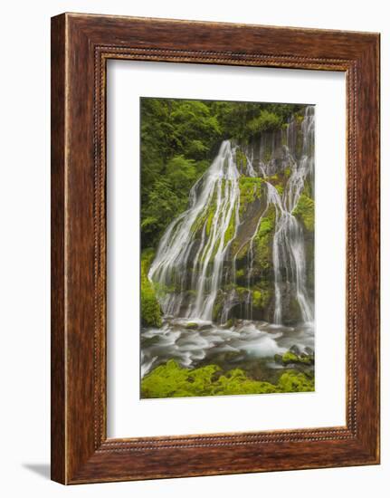 Washington, Gifford Pinchot NF. Spring Scenic of Panther Creek Falls-Don Paulson-Framed Photographic Print