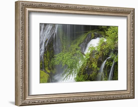 Washington, Gifford Pinchot NF. Spring Scenic of Panther Creek Falls-Don Paulson-Framed Photographic Print