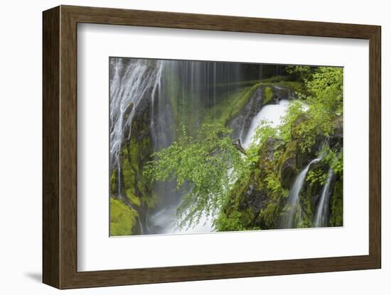 Washington, Gifford Pinchot NF. Spring Scenic of Panther Creek Falls-Don Paulson-Framed Photographic Print