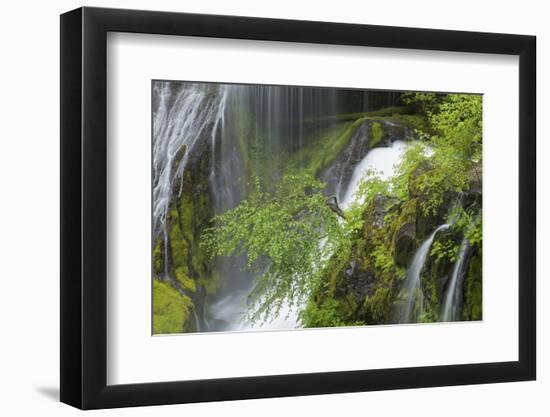 Washington, Gifford Pinchot NF. Spring Scenic of Panther Creek Falls-Don Paulson-Framed Photographic Print