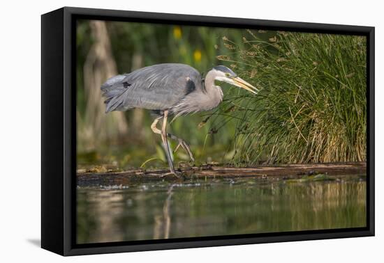 Washington, Great Blue Heron Stalks for Food on Union Bay, Lake Washington, Seattle-Gary Luhm-Framed Premier Image Canvas