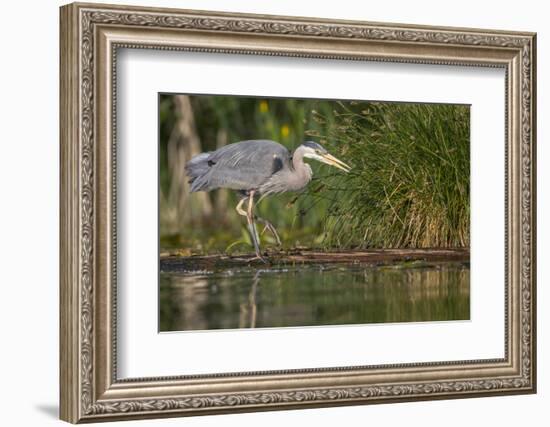 Washington, Great Blue Heron Stalks for Food on Union Bay, Lake Washington, Seattle-Gary Luhm-Framed Photographic Print