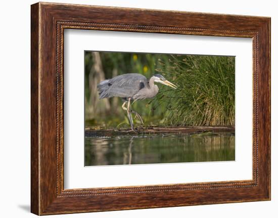 Washington, Great Blue Heron Stalks for Food on Union Bay, Lake Washington, Seattle-Gary Luhm-Framed Photographic Print