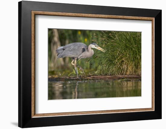 Washington, Great Blue Heron Stalks for Food on Union Bay, Lake Washington, Seattle-Gary Luhm-Framed Photographic Print