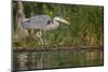 Washington, Great Blue Heron Stalks for Food on Union Bay, Lake Washington, Seattle-Gary Luhm-Mounted Photographic Print