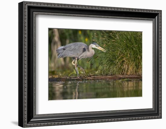 Washington, Great Blue Heron Stalks for Food on Union Bay, Lake Washington, Seattle-Gary Luhm-Framed Photographic Print