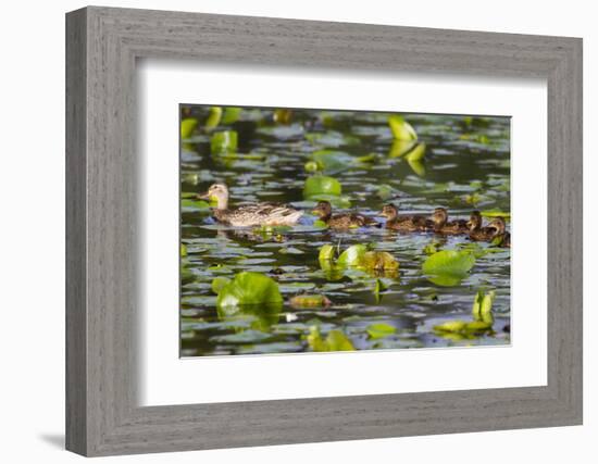 Washington, Juanita Bay Wetland, Mallard Fe Duck and Ducklings-Jamie And Judy Wild-Framed Photographic Print